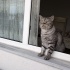 Bırıtısh shorthair kısır yetişkin hero fotoğraf
