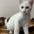 BEYAZ YAVRUYA ACİL YUVA fotoğraf