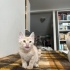 KUM RENGİ 2 AYLIK MİNİĞE SICAK YUVA fotoğraf