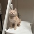KUM RENGİ 2 AYLIK MİNİĞE SICAK YUVA fotoğraf