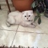 Kedi sahiplendirme olucak