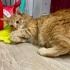 İNSAN DELİSİ KISIR BİR SARMAN fotoğraf