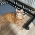 İNSAN DELİSİ KISIR BİR SARMAN fotoğraf