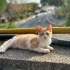 3 AYLIK YAVRUYUM ACİL YUVA ARIYORUM ÇOK SAKİN BİR KIZIM SEVGİM SONSUZ SİZİDE ÜZM fotoğraf