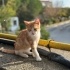 3 AYLIK YAVRUYUM ACİL YUVA ARIYORUM ÇOK SAKİN BİR KIZIM SEVGİM SONSUZ SİZİDE ÜZM fotoğraf