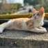 3 AYLIK YAVRUYUM ACİL YUVA ARIYORUM ÇOK SAKİN BİR KIZIM SEVGİM SONSUZ SİZİDE ÜZM fotoğraf