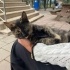 BENİM GİBİ BİR KEDİ DAHA ÖNCE GÖRMEMİŞSİNİZDİR ALAN ÇOK ŞANSLI fotoğraf