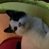 Antalya merkez kedi sahiplendirme fotoğraf