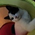 Antalya merkez kedi sahiplendirme fotoğraf