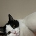 Antalya merkez kedi sahiplendirme fotoğraf