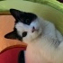 Antalya merkez kedi sahiplendirme fotoğraf