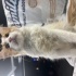 Uysal sevimli annesiz kedi fotoğraf