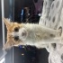 Uysal sevimli annesiz kedi fotoğraf