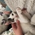 3 Aylık Dişi Yavru Kedi Sahiplendirilecektir 🐾 fotoğraf
