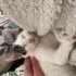 3 Aylık Dişi Yavru Kedi Sahiplendirilecektir 🐾 fotoğraf