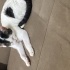 3 Aylık Dişi Yavru Kedi Sahiplendirilecektir 🐾 fotoğraf