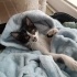 engelli yavru kedi için yuva fotoğraf
