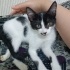 engelli yavru kedi için yuva fotoğraf