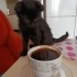 MİNİ MİNİ SCOTTISH FOLD MELEZİ fotoğraf
