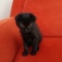 MİNİ MİNİ SCOTTISH FOLD MELEZİ fotoğraf