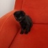 MİNİ MİNİ SCOTTISH FOLD MELEZİ fotoğraf
