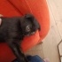 MİNİ MİNİ SCOTTISH FOLD MELEZİ fotoğraf