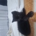 Bu minnak bebişe yeni yuvasını arıyoruz. fotoğraf