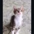 Ücretsiz sahiplenme pofidik yavru kardeşler acil yuva fotoğraf