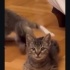 Ücretsiz sahiplenme pofidik yavru kardeşler acil yuva fotoğraf