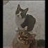 Sokağa Gitmesinler fotoğraf
