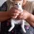 Yavru Çok tatlı Ankara da kedi