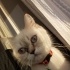 ucretsiz exotic shorthair kizimizi sahiplendirmek istiyoruz