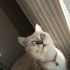 ucretsiz exotic shorthair kizimizi sahiplendirmek istiyoruz