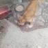 SOKAĞA TERK COCKER fotoğraf