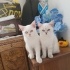 Biritish shorthair sahiplendirme fotoğraf