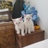 Biritish shorthair sahiplendirme fotoğraf