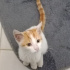 Çok sakin uyumlu sokakta tek başına yaşamaya çalışam yavru kedi