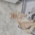 Tarçın kısır değil fotoğraf