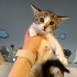 Eskişehir yavru kedi sahiplendirme fotoğraf