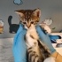 Eskişehir yavru kedi sahiplendirme fotoğraf