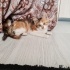 🐾 Yuva Arayan İki Sevgi Dolu Mini Patiler! 🐾 fotoğraf
