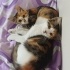 🐾 Yuva Arayan İki Sevgi Dolu Mini Patiler! 🐾 fotoğraf