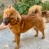 7 aylık dişi CHOWCHOW bir bahçeye sığınmış, çipi yok, köpeklerle arası iyi🦁 fotoğraf