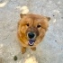 7 aylık dişi CHOWCHOW bir bahçeye sığınmış, çipi yok, köpeklerle arası iyi🦁 fotoğraf