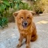 7 aylık dişi CHOWCHOW bir bahçeye sığınmış, çipi yok, köpeklerle arası iyi🦁 fotoğraf