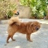 7 aylık dişi CHOWCHOW bir bahçeye sığınmış, çipi yok, köpeklerle arası iyi🦁 fotoğraf