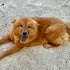 7 aylık dişi CHOWCHOW bir bahçeye sığınmış, çipi yok, köpeklerle arası iyi🦁 fotoğraf