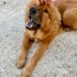 7 aylık dişi CHOWCHOW bir bahçeye sığınmış, çipi yok, köpeklerle arası iyi🦁 fotoğraf