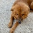 7 aylık dişi CHOWCHOW bir bahçeye sığınmış, çipi yok, köpeklerle arası iyi🦁 fotoğraf