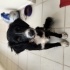 Çok sakin  bir Border Collie fotoğraf